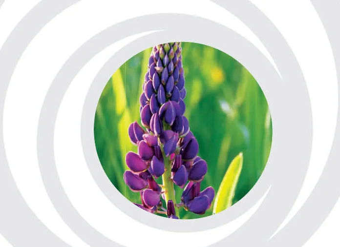 lupin brand gallery.jpg