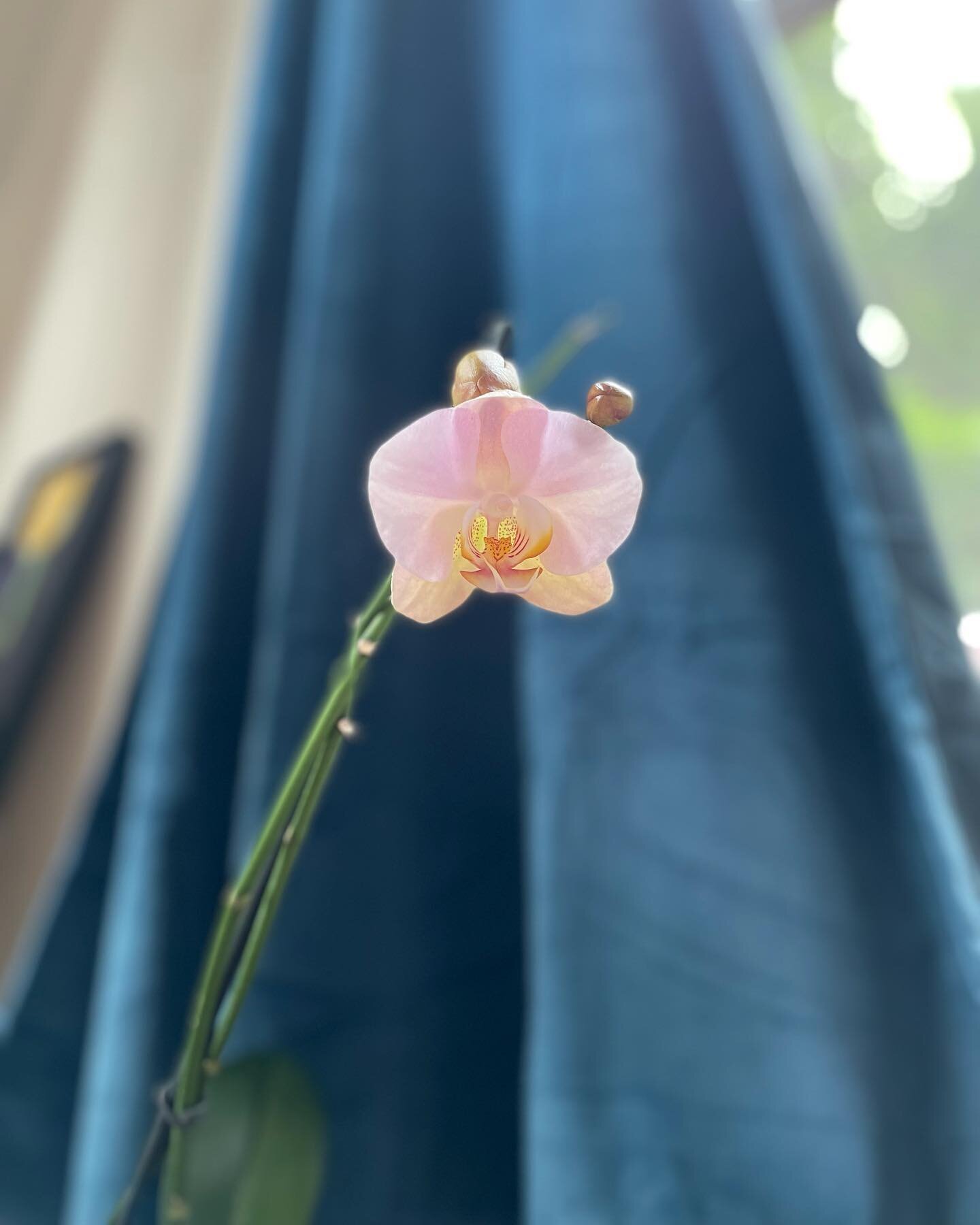 First time I have ever had an orchid rebloom for me 😍 I love plants!! 🌱 they teach me so much 💖