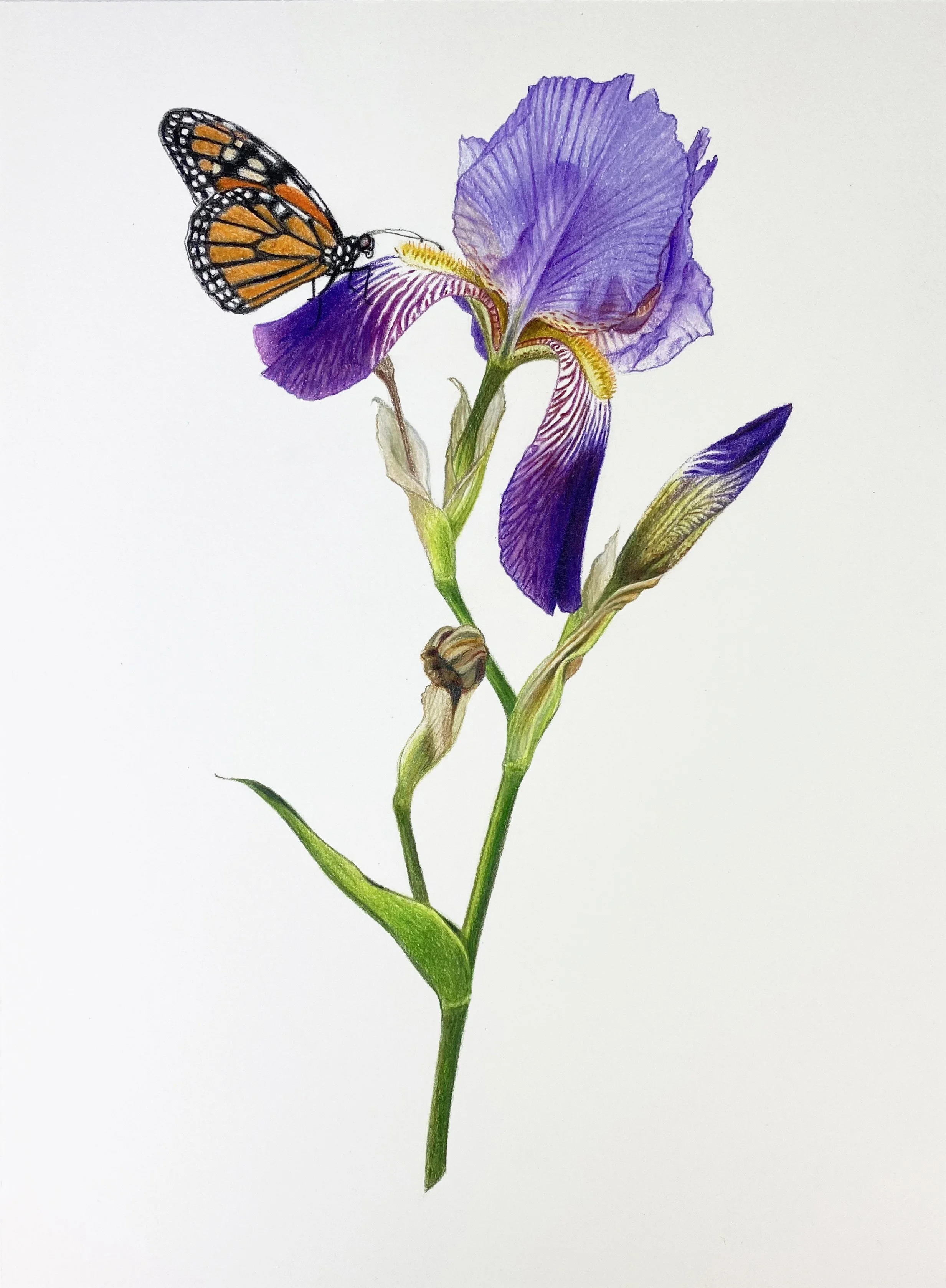 iris&monarch.jpg