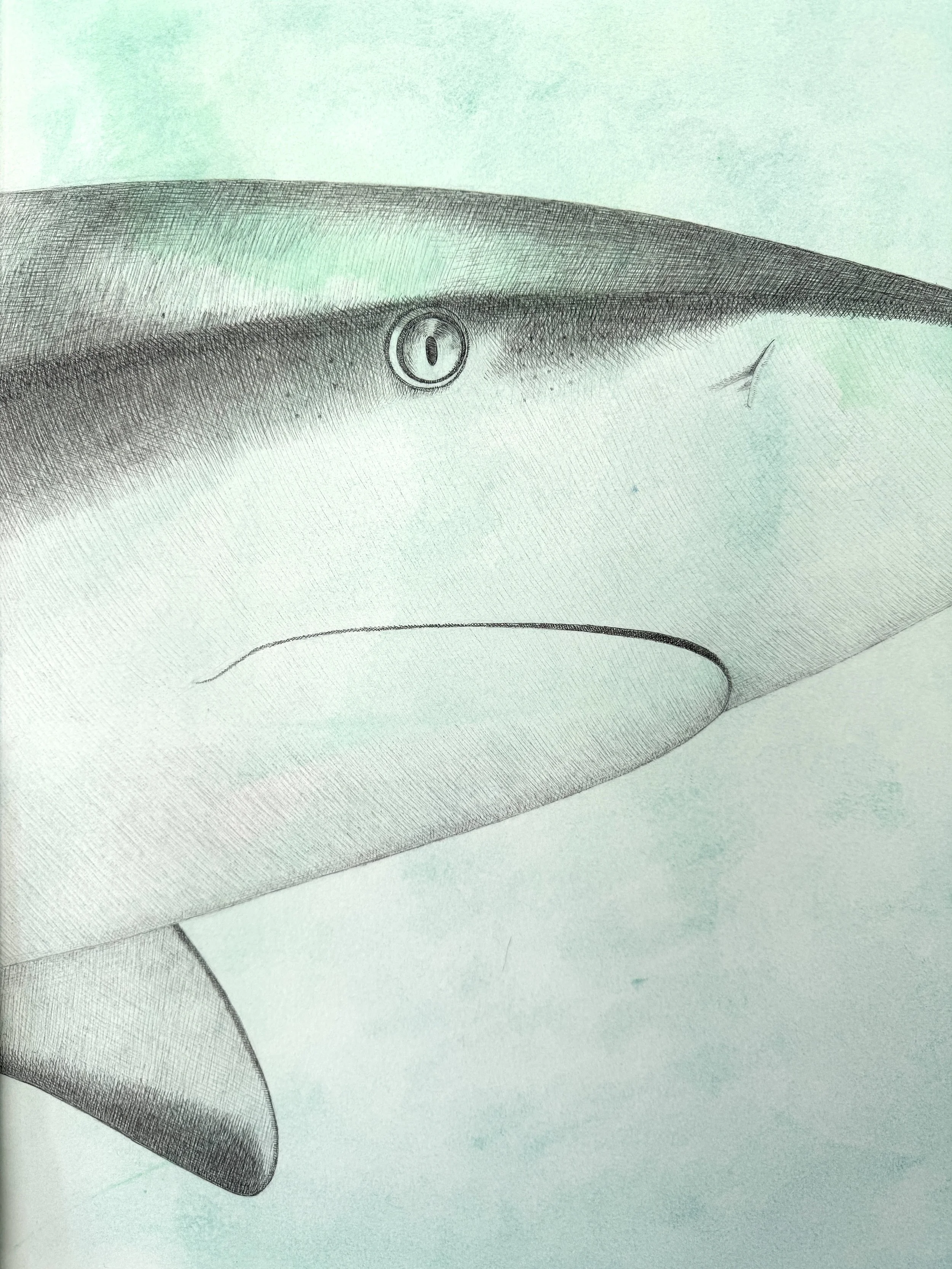 shark_detail.jpg