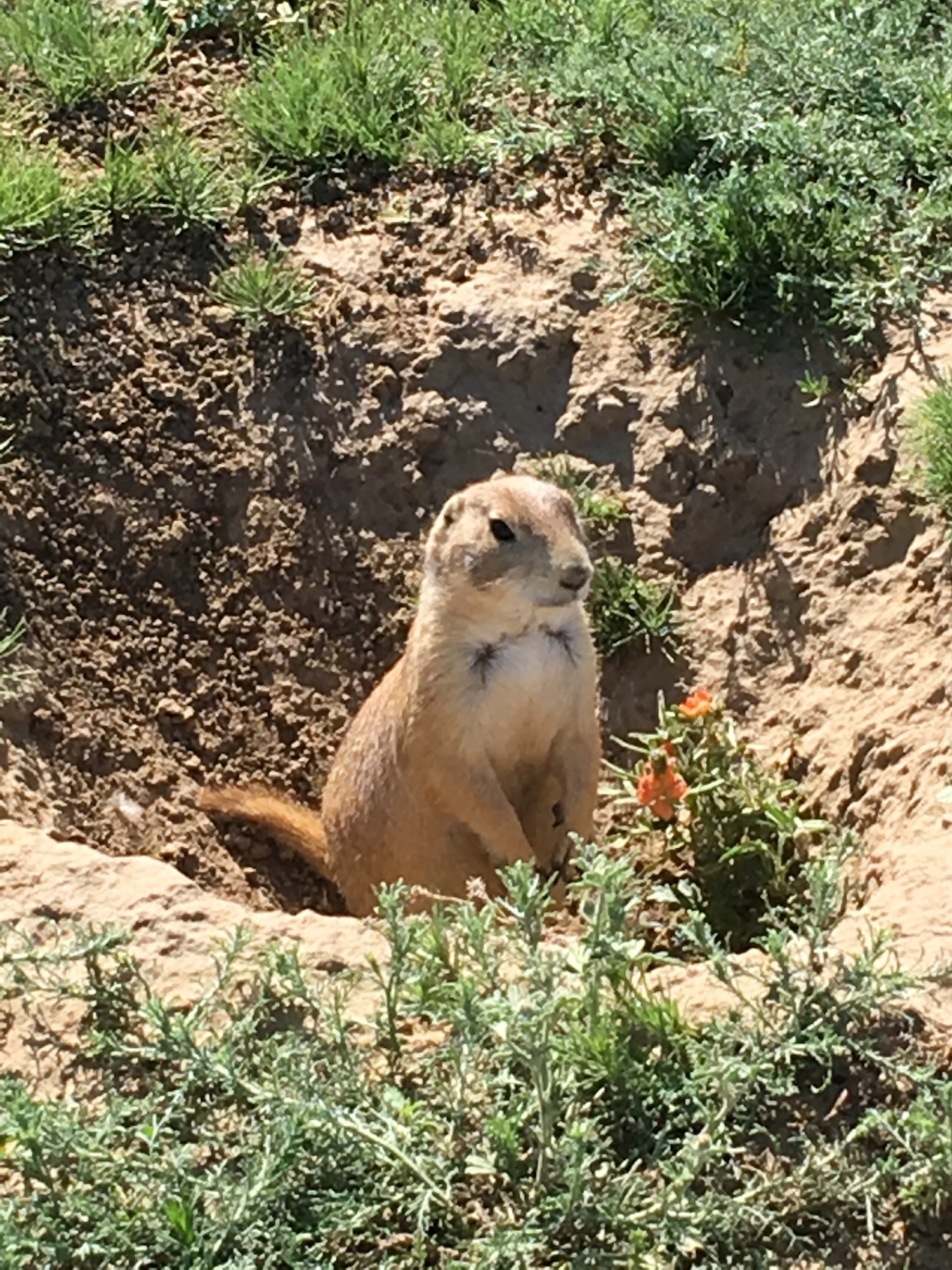 Fun_PrairieDog.jpg