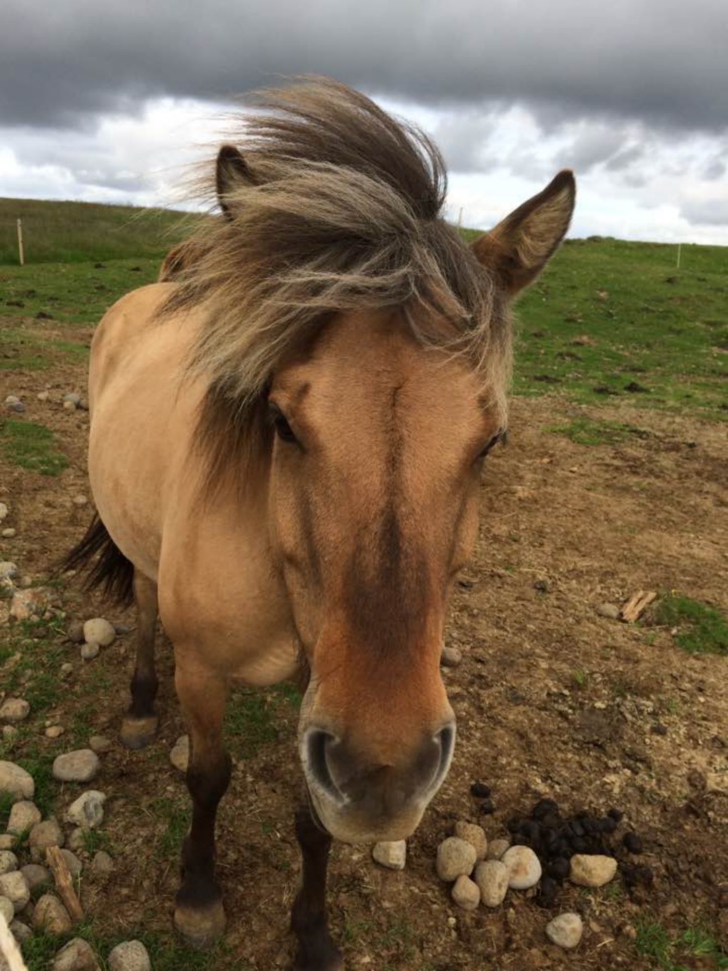 IcelandicHorse.jpg