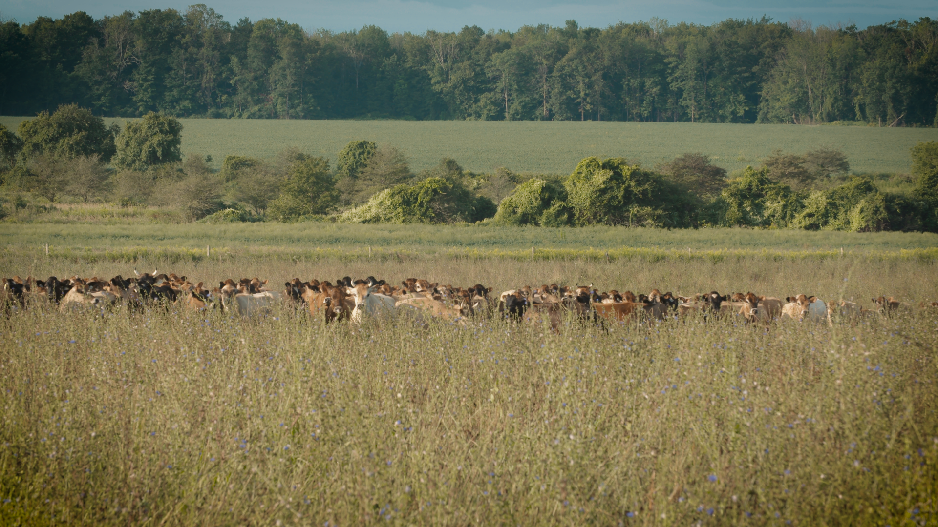 Video 1 - The Farm.00_00_11_06.Still005.png