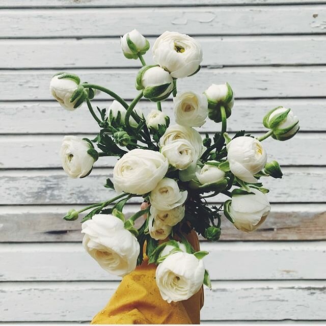 back at the market this weekend with what might be the last of the ranunculus. even with one briefly crushing haircut from the local deer herd, these babies brought us so much life this spring and helped keep the flowers coming more steadily than las