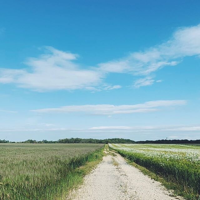 MAY. this one, in my memory, will always be of red winged blackbirds, leaping off the telephone wires, dancing out over this old open farm field, calling out in a clattering joyous cacophony. beneath them the wind ripples the rye grass in great undul