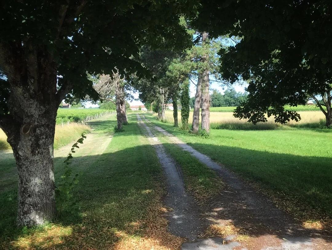 The beautiful tree-lined path at La Cannonerie where we stayed in France.