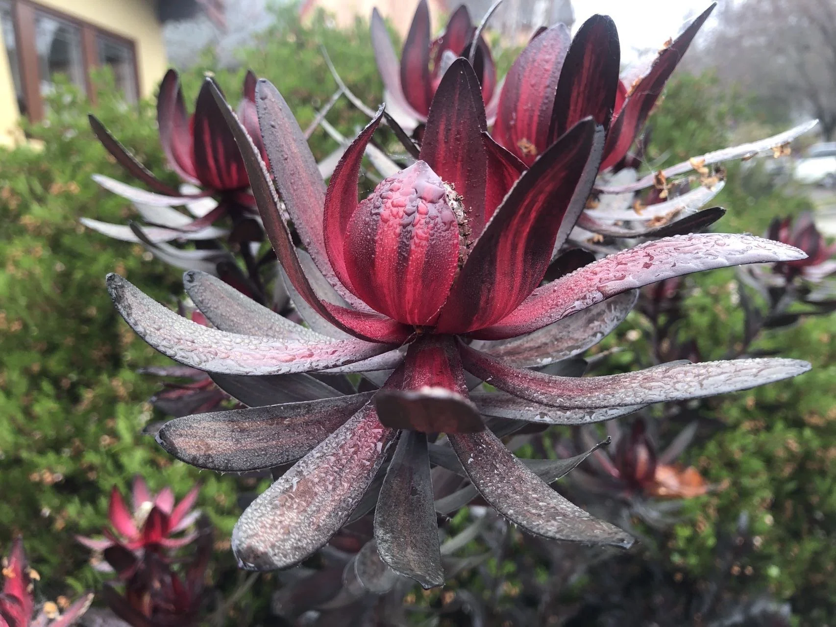 A message for Attendant Kuan