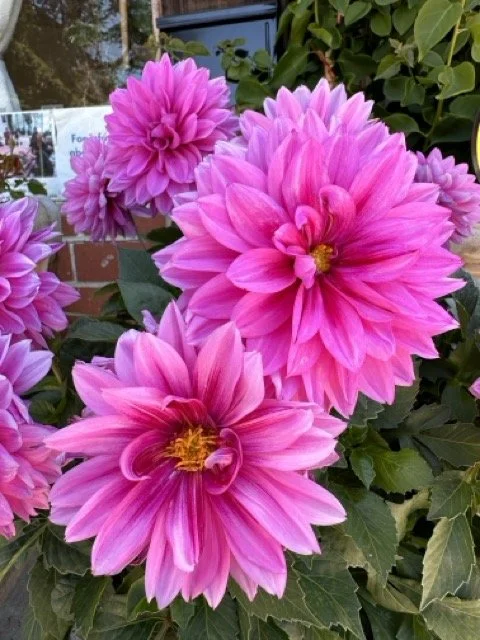 Universal Chan Garden