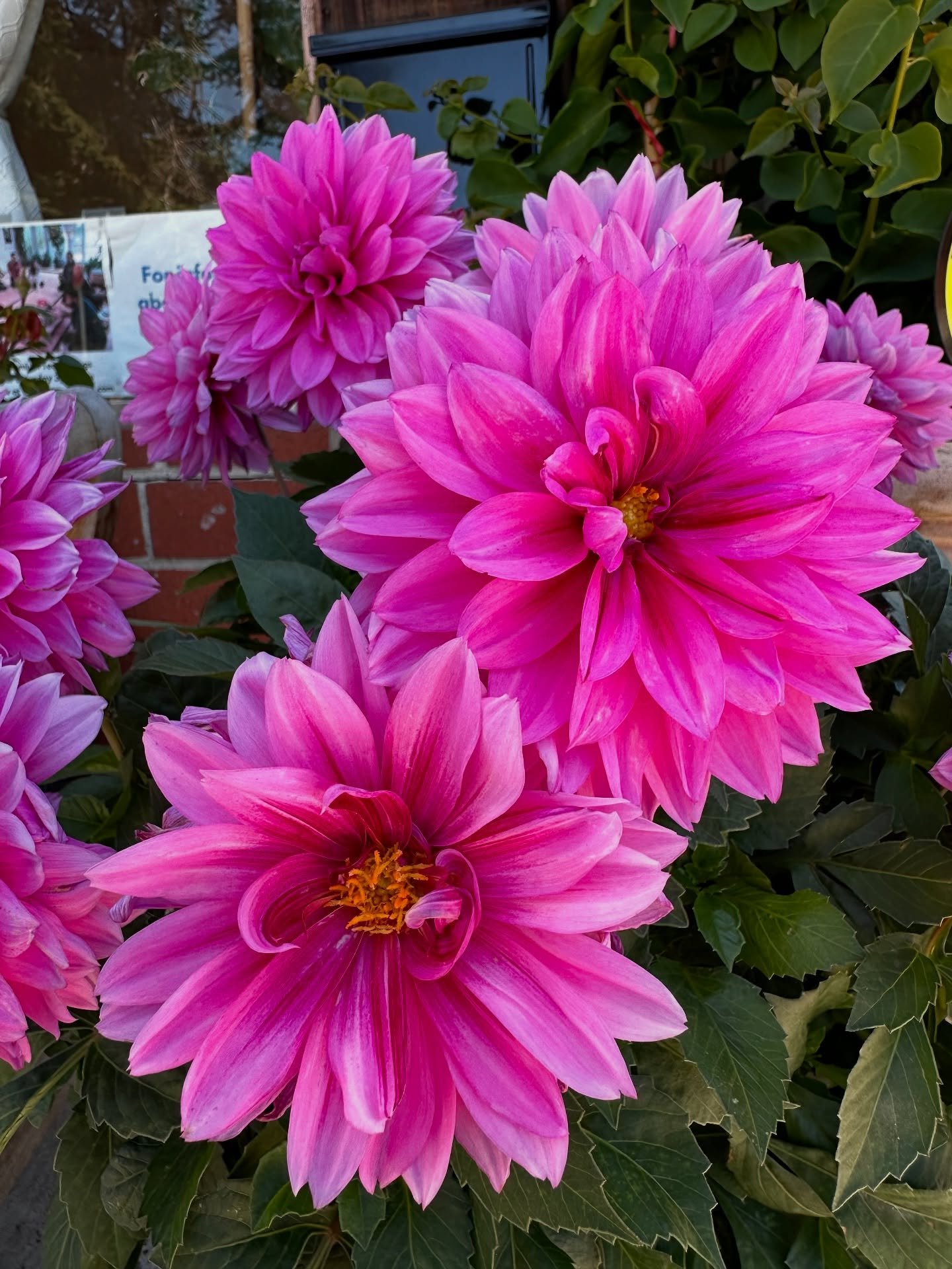 Universal Chan’s Flowers
.
.
.
.
.
#geraniums #bouganvillea #lavenderflowers #plants #garden #gardening #gardeninglife #gardeninglove #plantnursery #nursery #bayareaplantaddicts #houseofplantlovers #botanicalbeauty #botanical #botanicalgarden