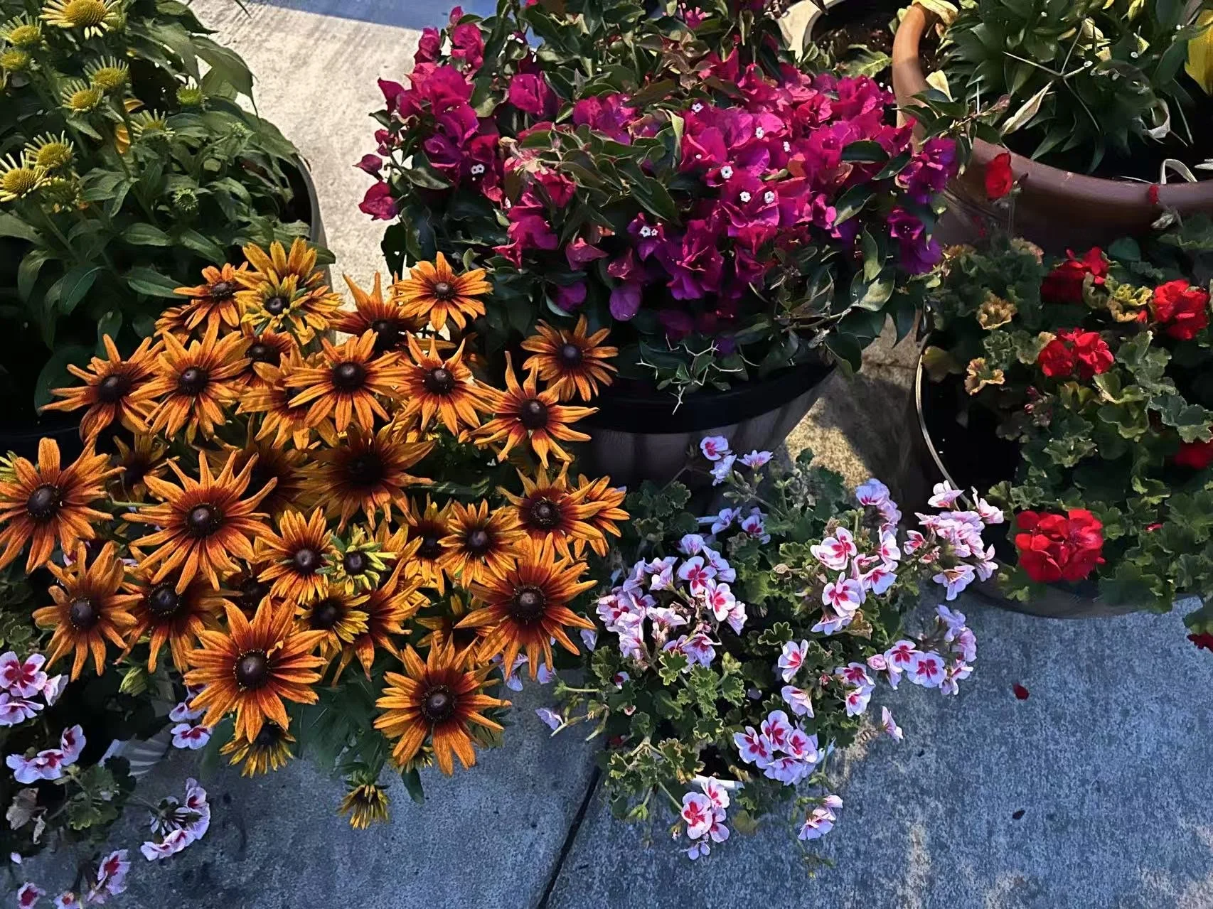 Universal Chan's Garden Is Growing