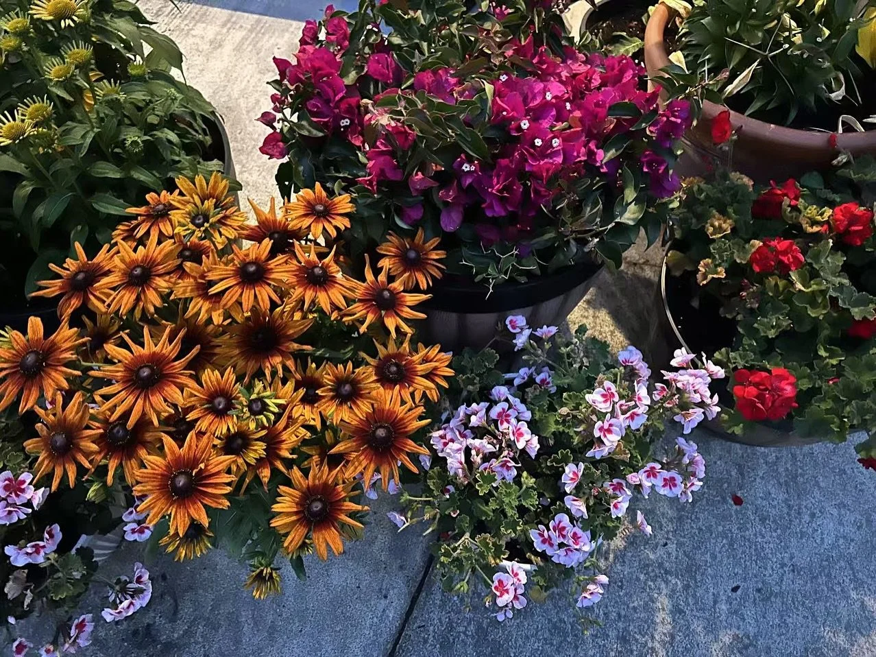 Universal Chan’s garden keeps growing. If you walk by on the street, the next day there is already a new set of freshly planted flowers. Flowers as plentiful and diverse as the inhabitants of the Bay. And if you use prajñā (wisdom), you&