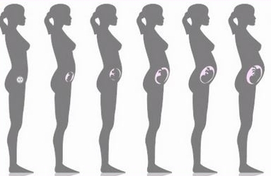 Pregnancy-Week-By-Week-fetal-development-helena-montana.jpg