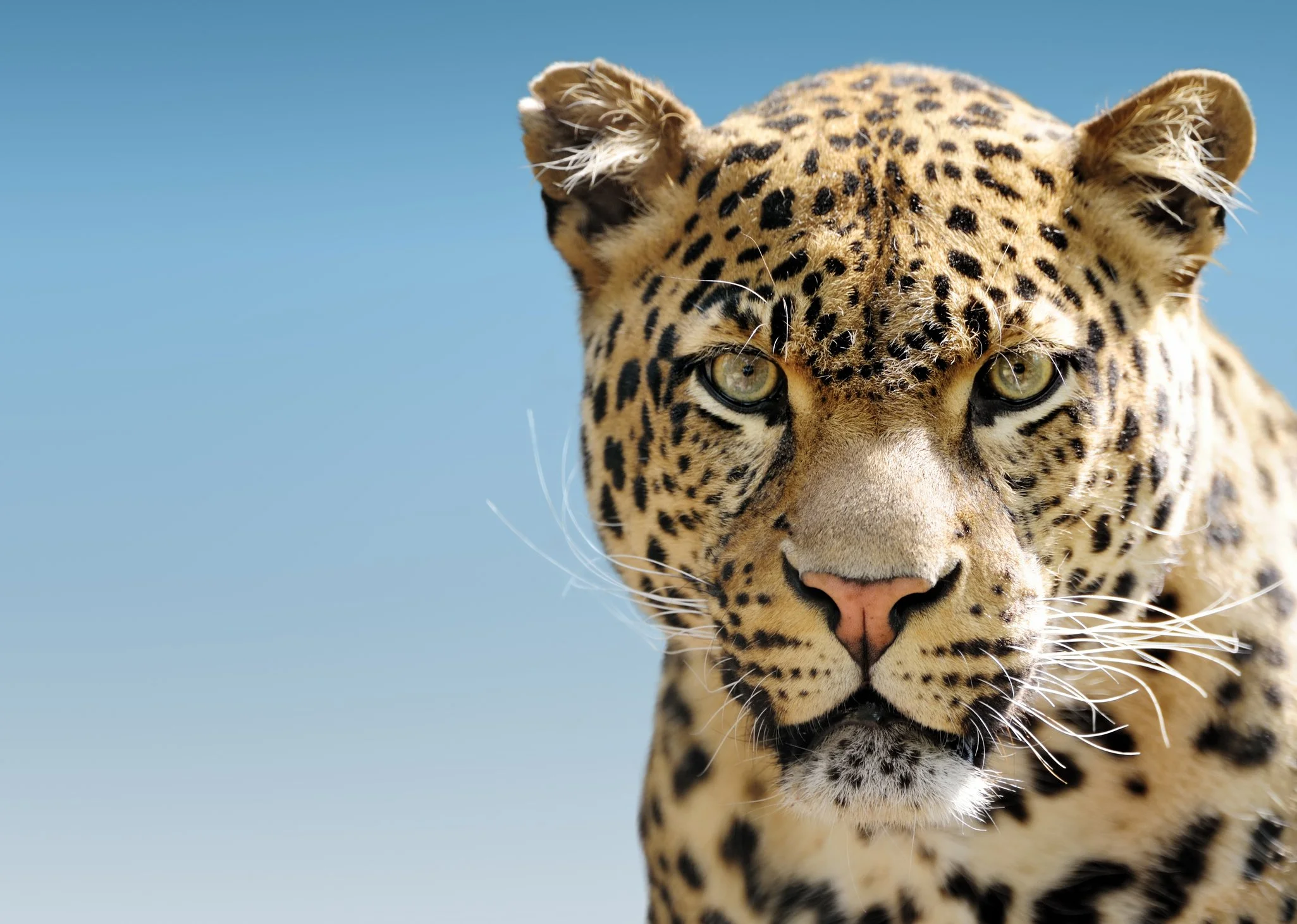 iStock-108274194.jpg