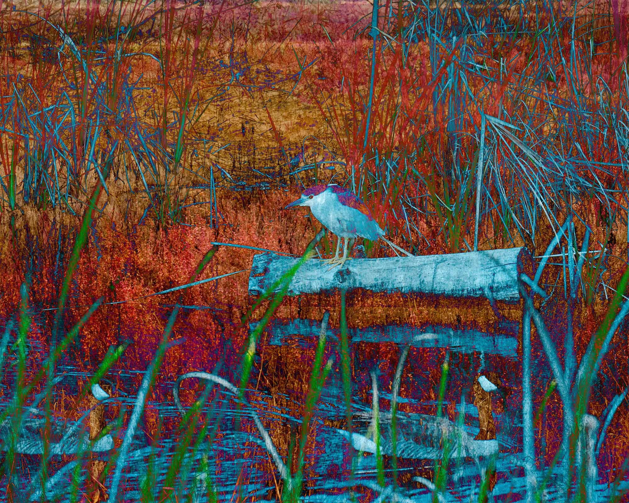 Night Heron and Wild Geese, Petaluma Wetlands