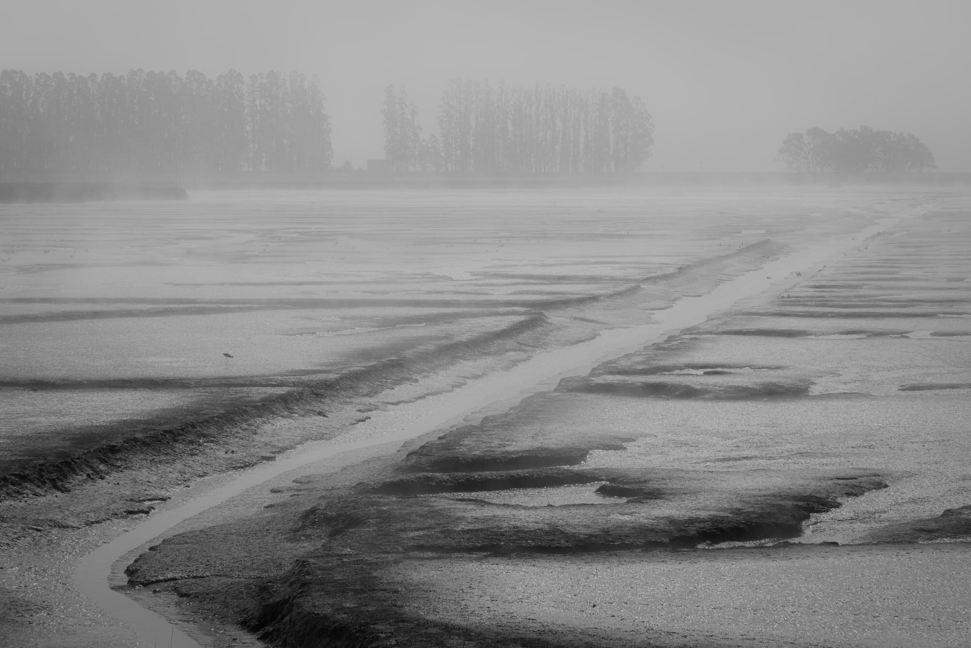 Schollenberger_Misty_Marsh_2095_BW_orig.jpg