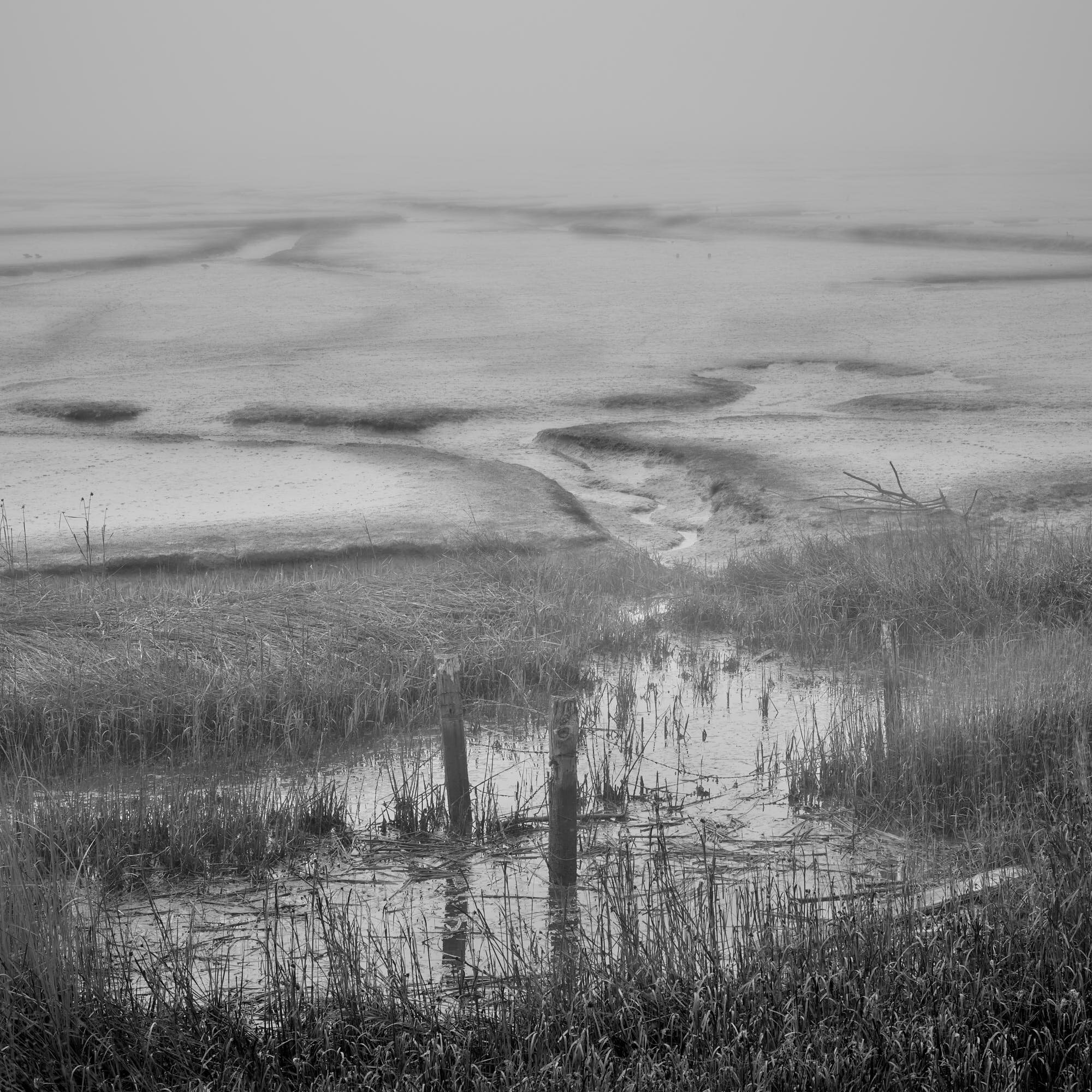 Schollenberger_Misty_Marsh_3000_2.jpg
