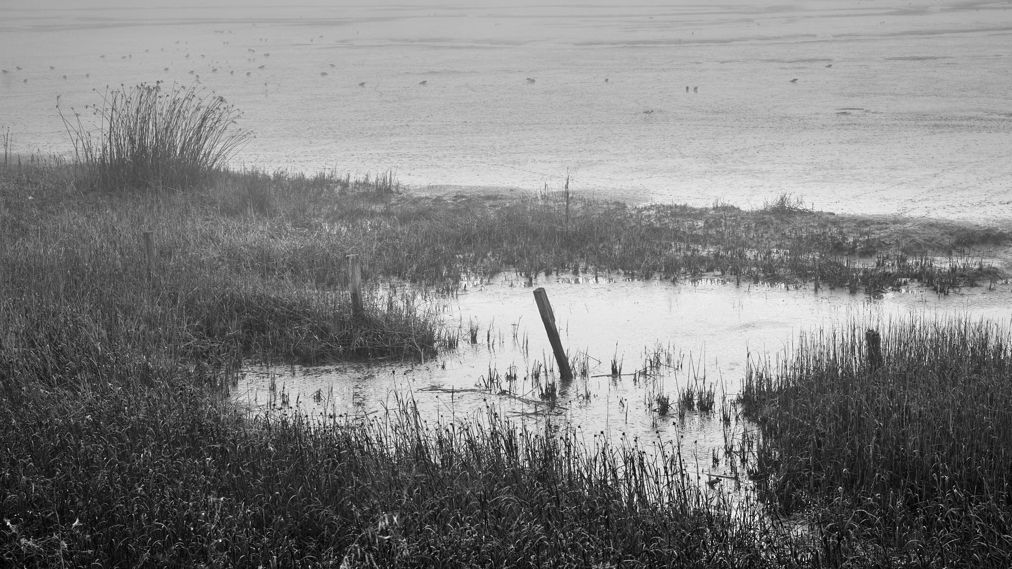 Schollenberger_Misty_Marsh_3000_5.jpg