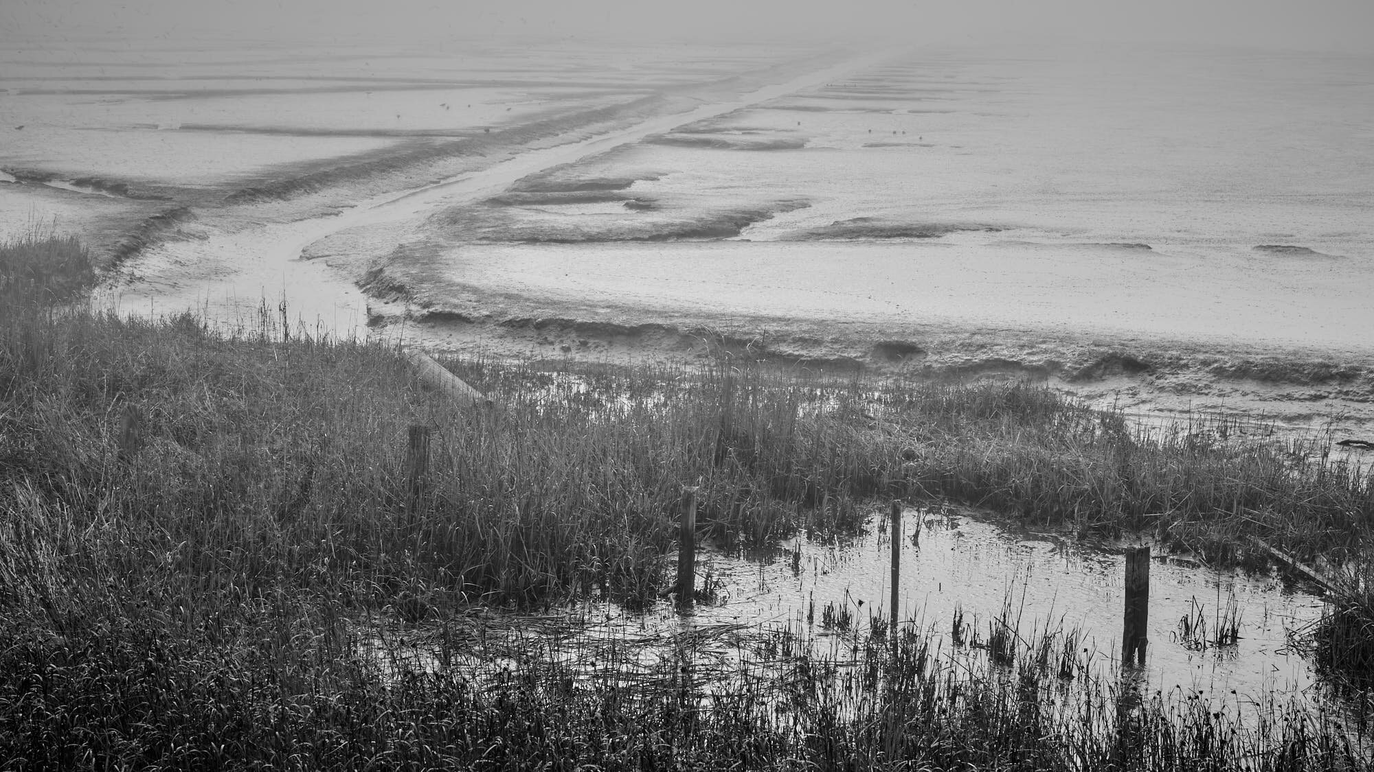 Schollenberger_Misty_Marsh_3000_21.jpg