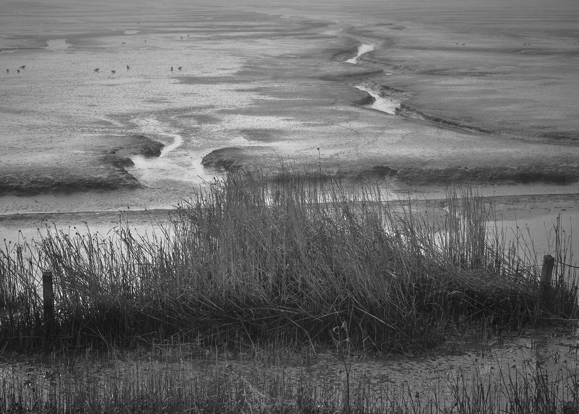 Schollenberger_Misty_Marsh_3000_22.jpg