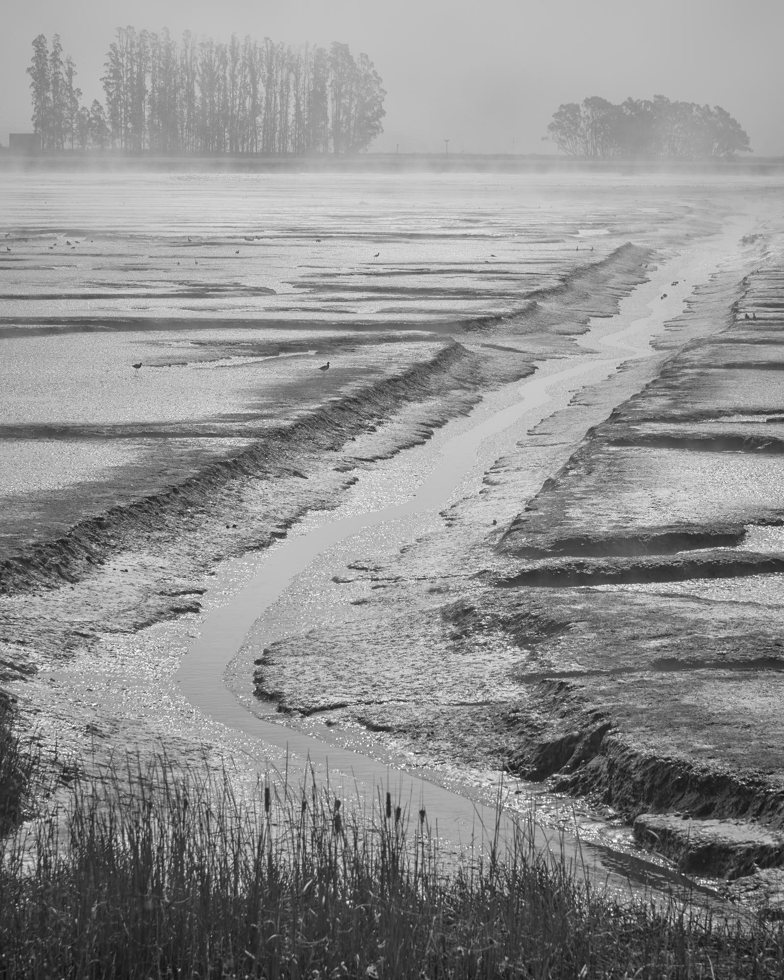Schollenberger_Misty_Marsh_3000_48.jpg