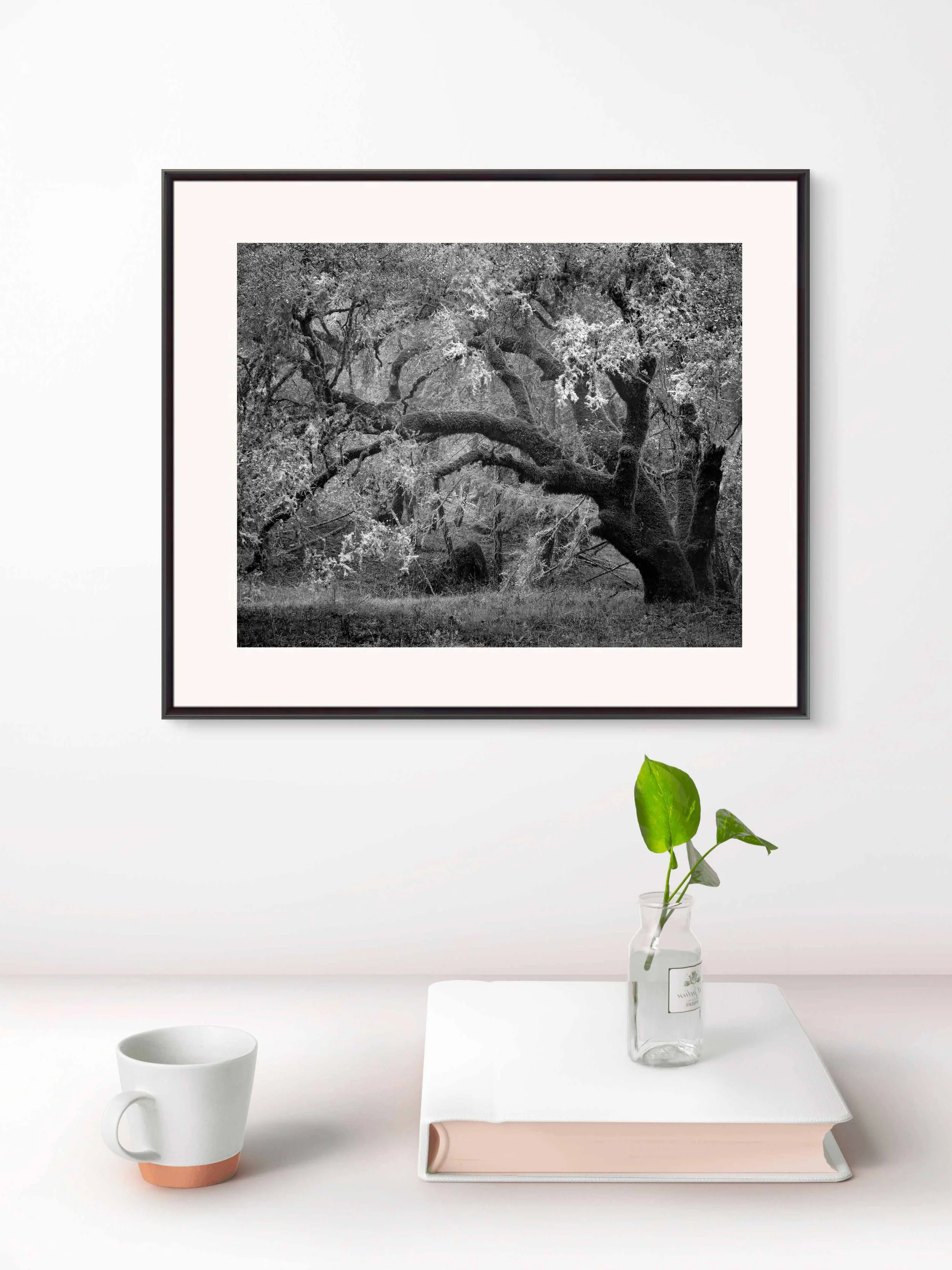 framed-tree-with-lichen.jpg