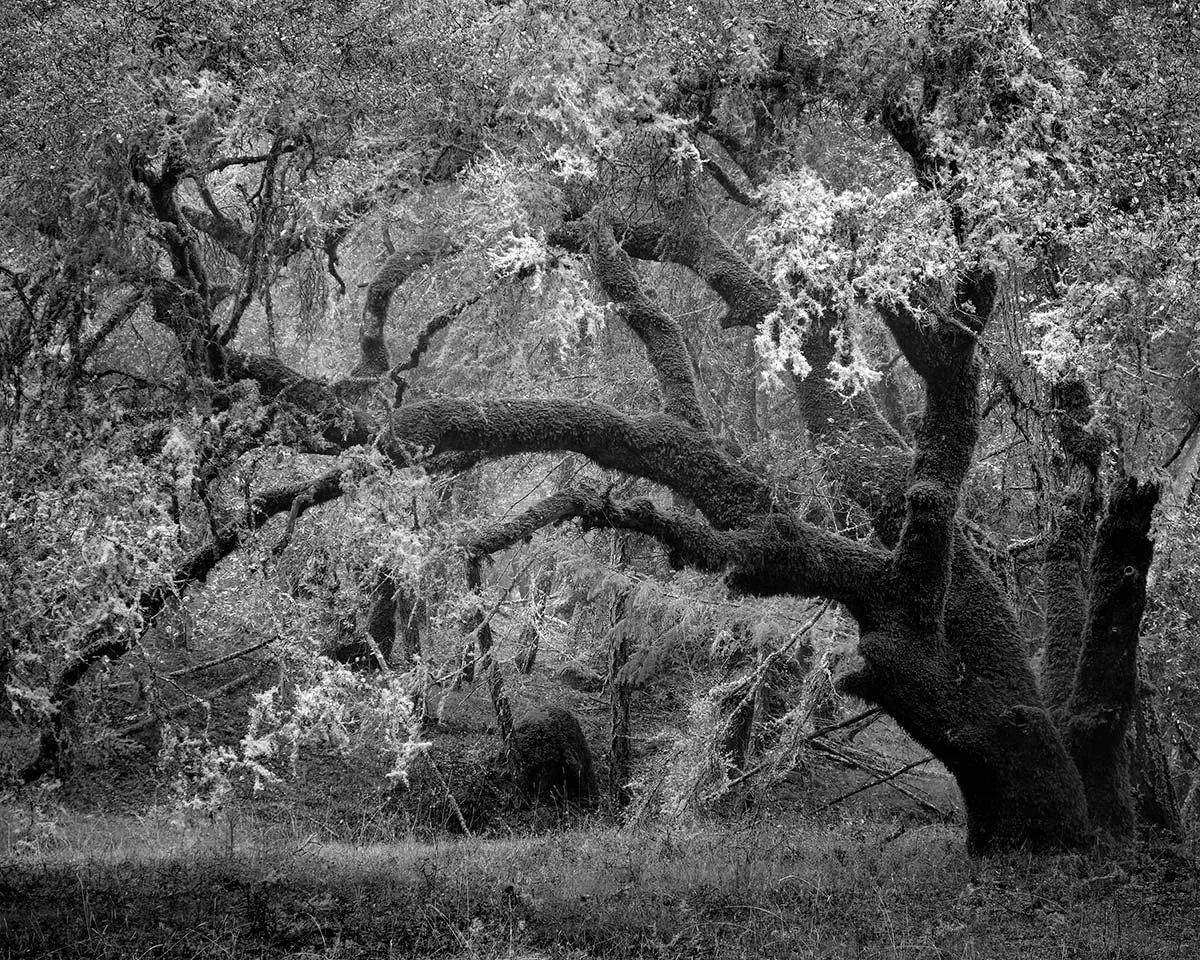 MtTam_2021_000041_8x10.jpg
