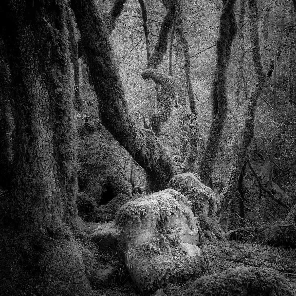 MtTam_2021_000088_moody_20x20.jpg