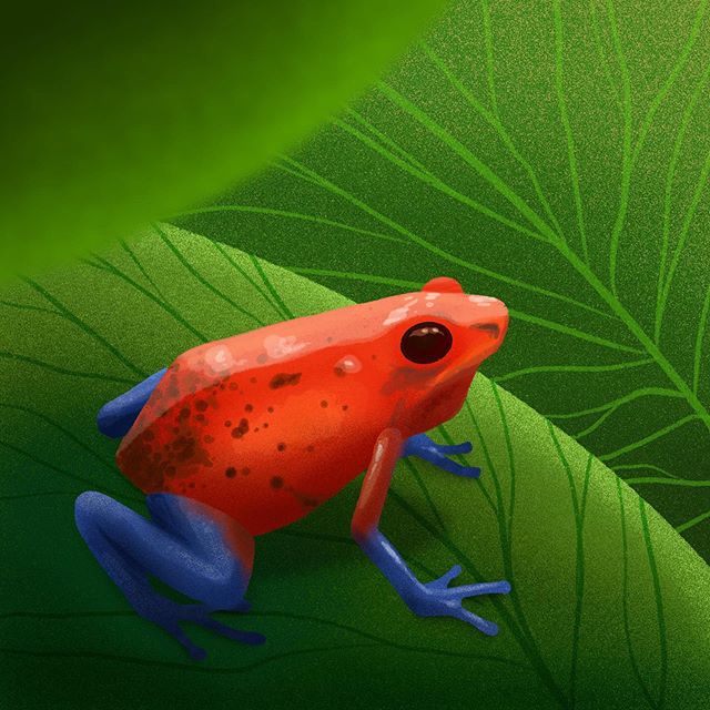 Decided to do another of the #10daysoffloraandfauna prompts as I enjoyed the last one. Was kinda nice to push myself out of my comfort zone. .
The prompt was #tropical, so I went for a little colour frog 🐸
.
This time I&rsquo;ve included the timelap