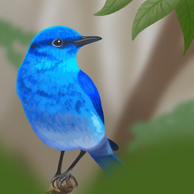 The third prompt for #10daysfloraandfauna was #mountain 🏔 I found a whole heap of amazing colourful mountain birds, but decided to go with this little fella; a mountain bluebird.
.
Only two more prompts to do and then normal service will be resumed 