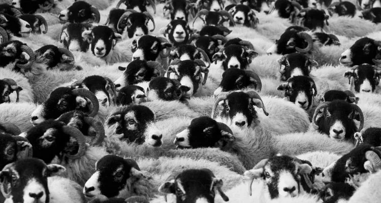 Sheep image.jpg