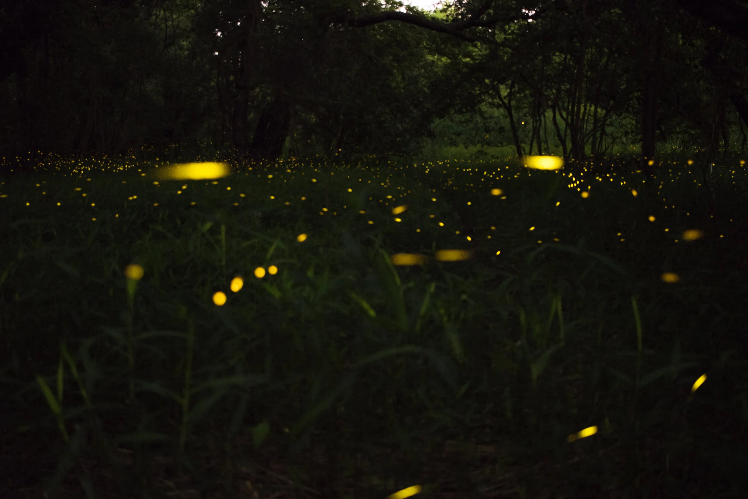 Fireflies and Old Roads