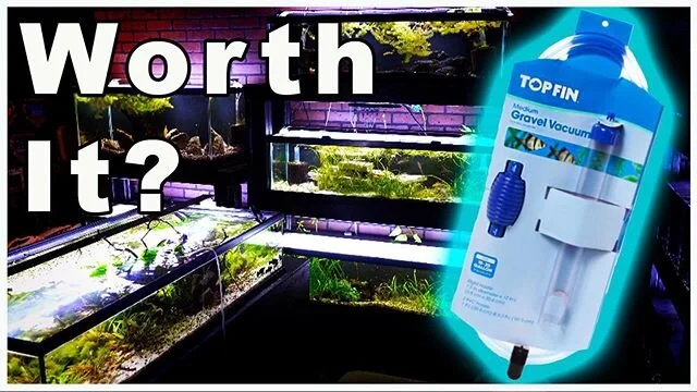 New video out - Link in bio!
#aquariumfish #petfish #tropicalfish #fishtankmaintenance #gravelvacuum #fishroom #cleantank #topfin