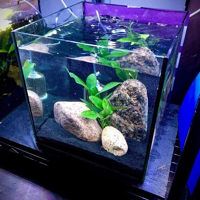 New video out - link in bio! Come see how we set this up! #aquarium #aquariumhobby #nanotank #plantedtank #plantedaquarium #petfish #aquariumfish #tropicalfish #plantednanotank