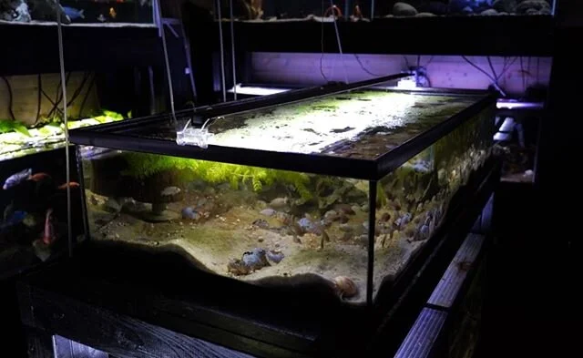 New video out - link in bio. We take a closer look at the two multi tanks we have. 😀 #multifasciatus #neolamprologus #shelldweller #aquarium #aquariumhobby #aquariumfish #petfish #fishtank #laketanganyikacichlids #fishroom #fishroomsofinstagram