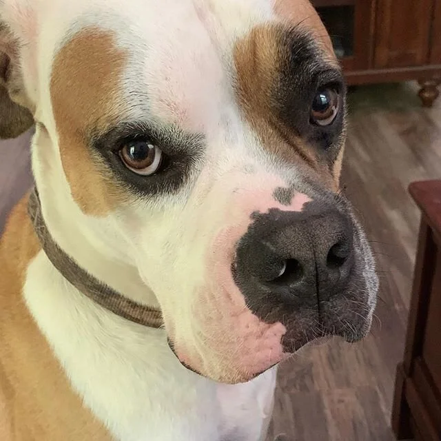 Oh, ya. It&rsquo;s Saturday! 👍💙☺️ Hope you&rsquo;re all doing good and doing well. . .
#weekend #bulldogsofinstagram #rocky #thoseeyes #hello