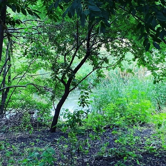 Nice spot. 
#Nice #nature #summer #sundayvibes  #stream #trees #water #outdoors #inspiration #relaxation