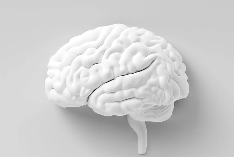 brain.jpg
