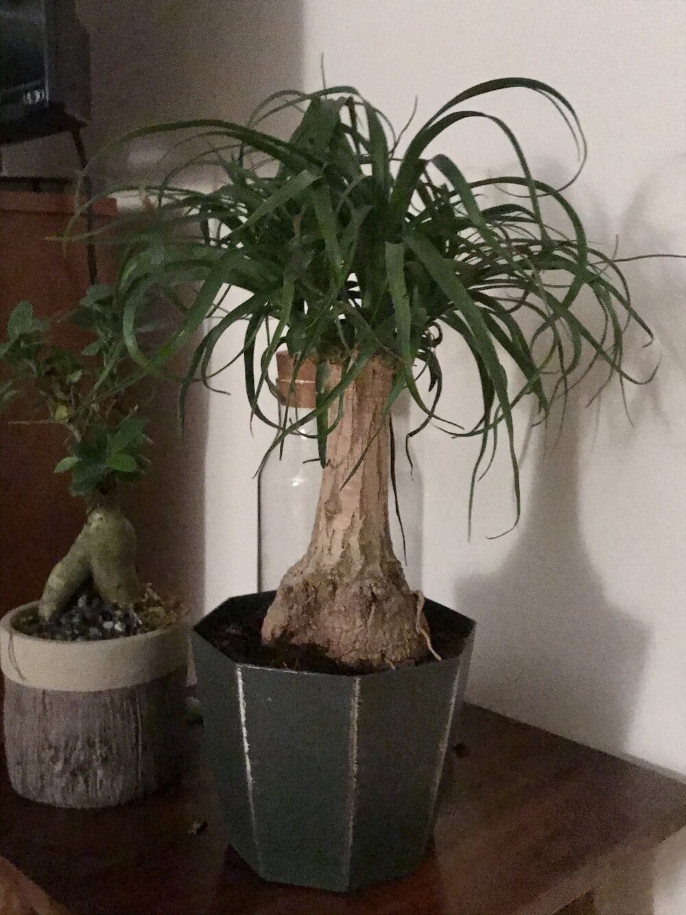 "Bobo" the Plant