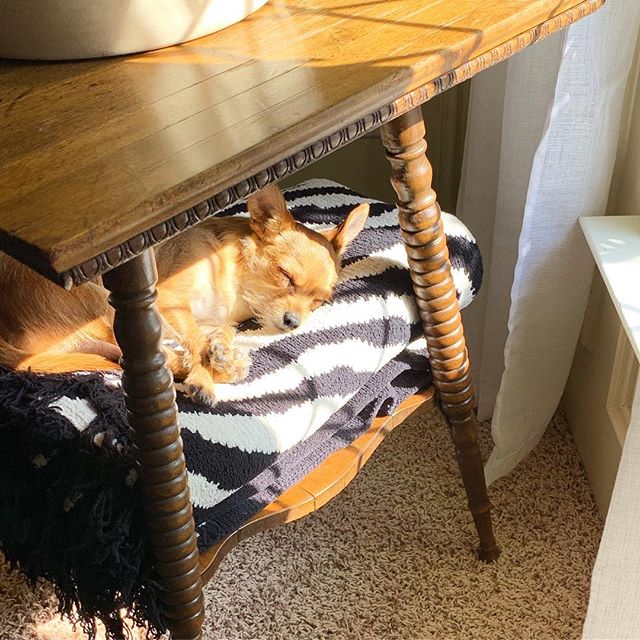 Happy Monday! Today&rsquo;s goal - snooze in the warmest and sunniest spot possible. (See also: tomorrow&rsquo;s goal). 🐕☀️😎#mondaygoals #vintagefurniture #spoollegs #sidetabledecor #dogsasdecor #crimsonandoakdesigns #paintedfurniture #mondaymood #