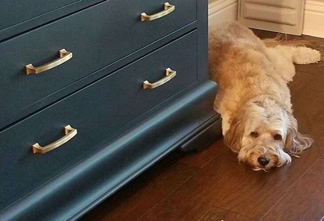 Happy Monday! 
It&rsquo;s not the full reveal, but what better way to show off the perfect hardware we finally found for my client&rsquo;s kitchen buffet/sideboard than with this adorable photo she sent me. 🐶
Apparently her dog, Bella, has found a n