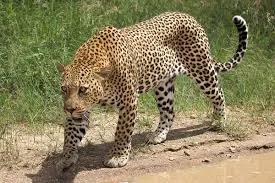 Can a Leopard Change Its Spots?