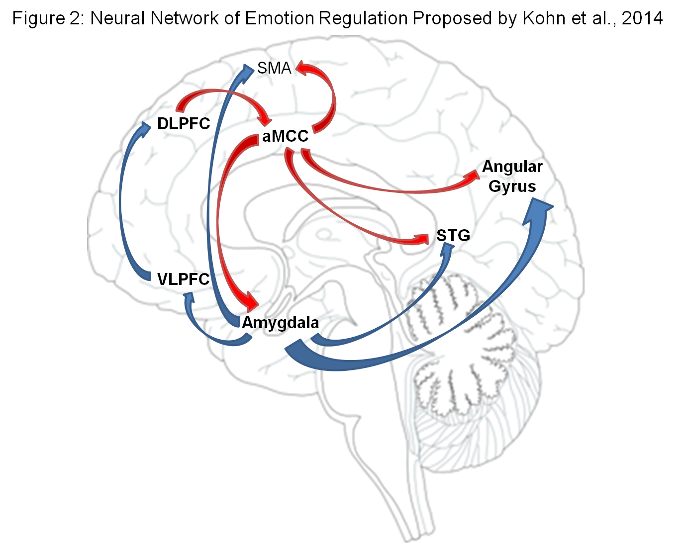 Emotional Networks in the Brain