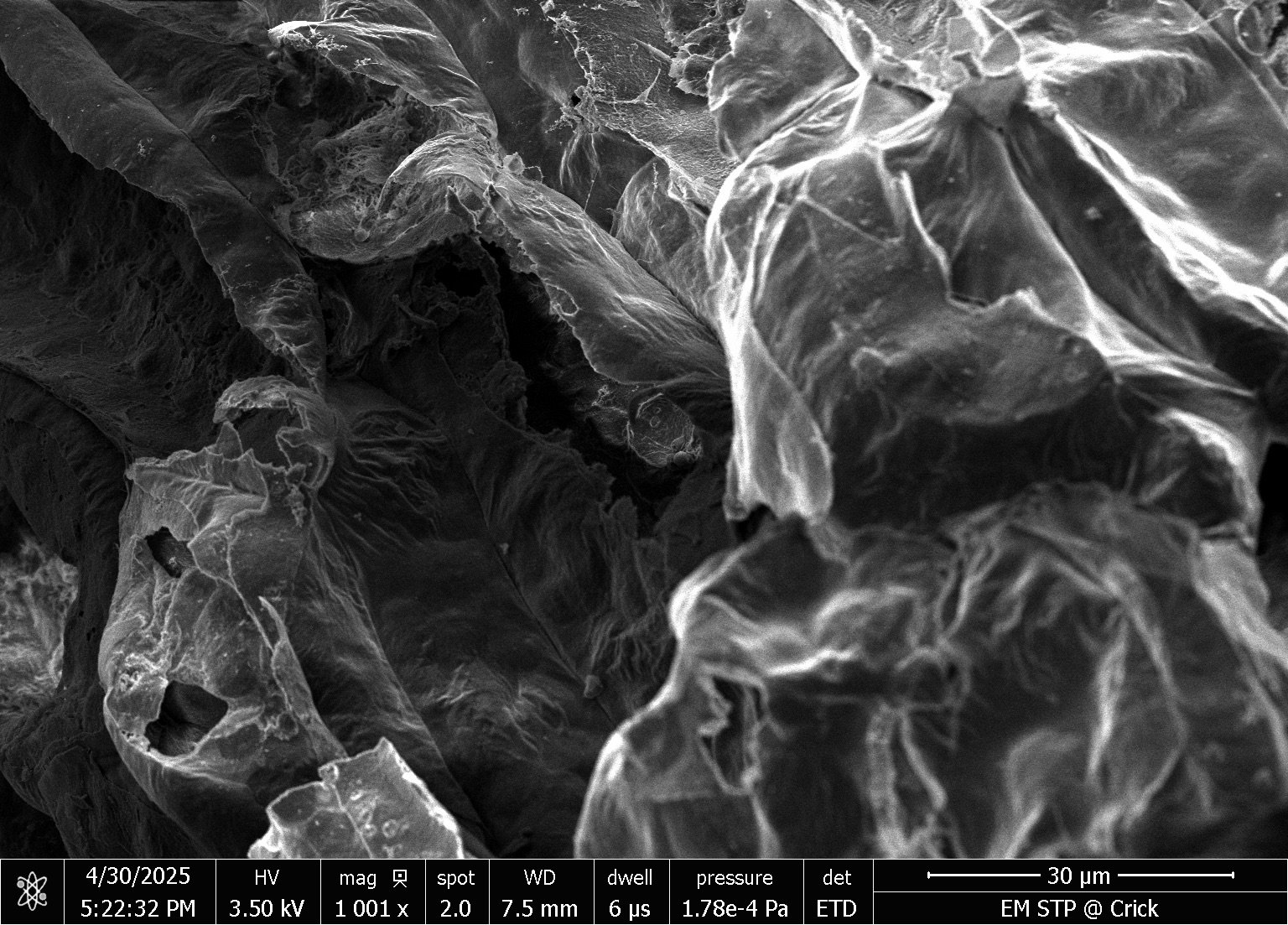 EM04895_CPD_leaf_FF_lead_high_106.jpeg