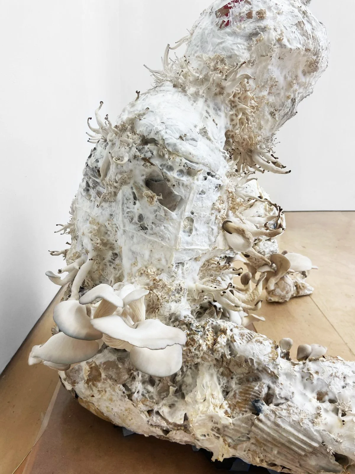 WhatsApp Image 2025-12-12 at 17.37.07_67d356a4.jpg