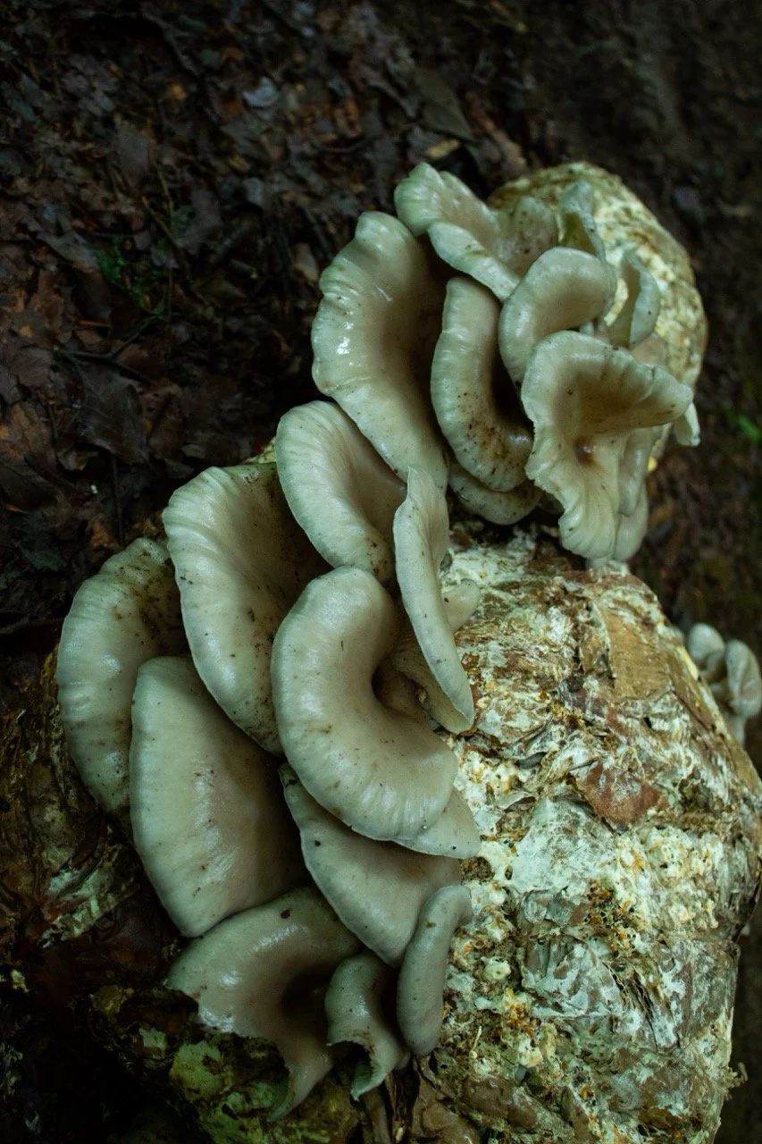 Mycelial Bodies One - side view.jpeg