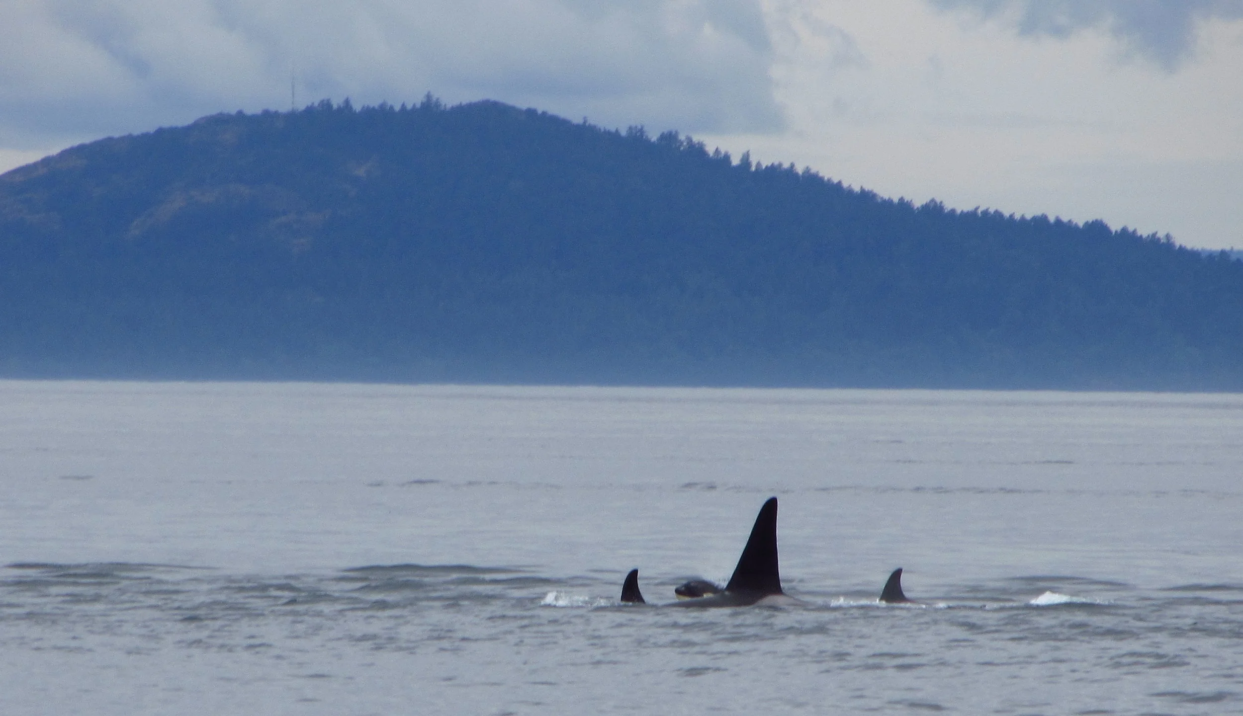 Help the Southern Resident Orcas Make it Out Alive...Participate in the Puget Sound Orca Recovery Day - November 10!