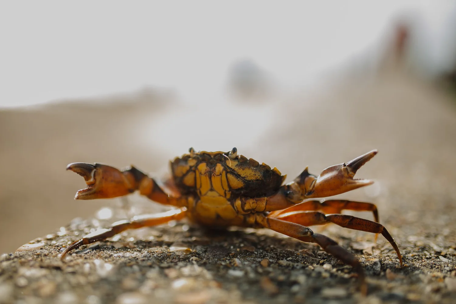 Episode 3: How Washington Got Crabs and How to Treat Them episode artwork