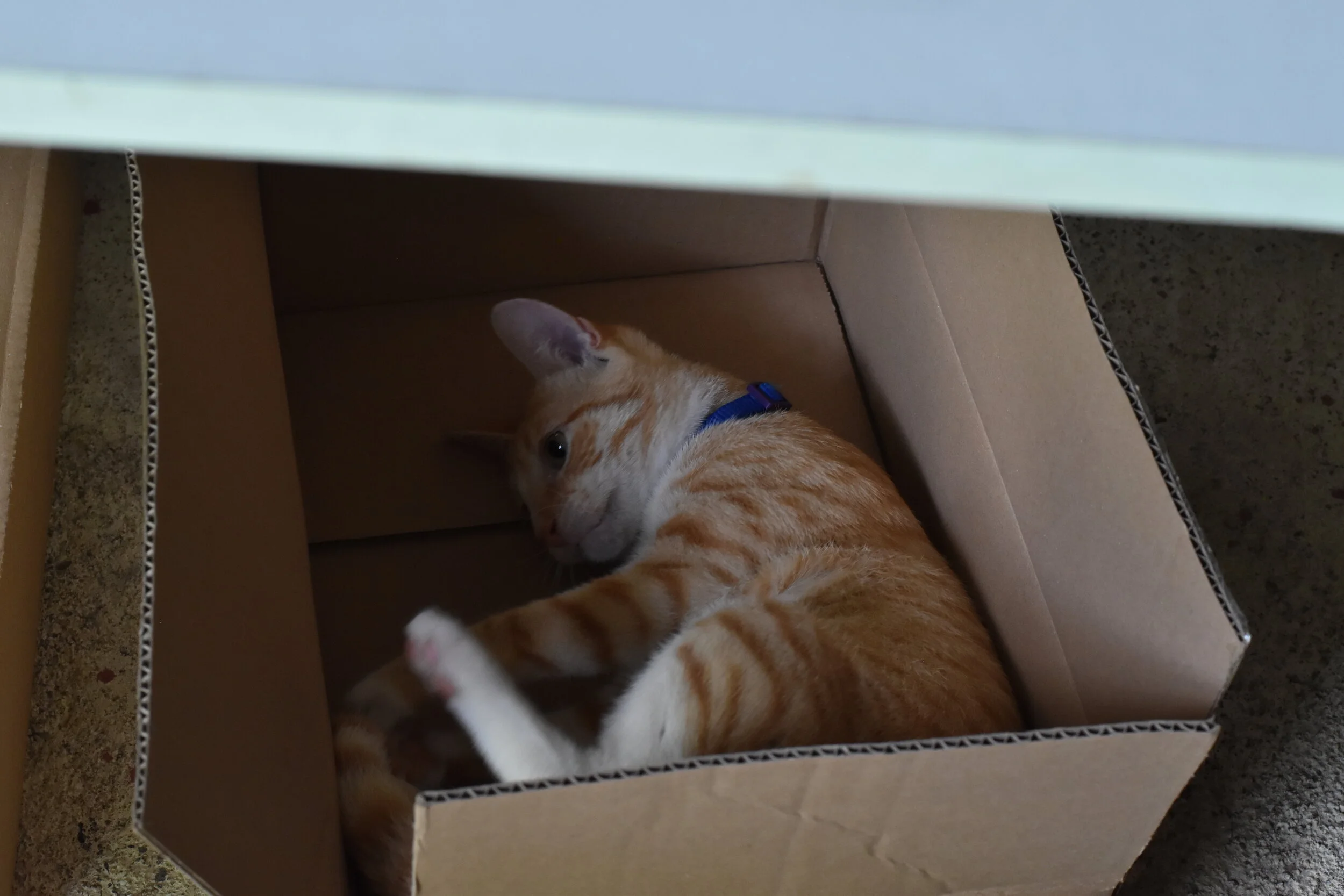 We all know cats love to curl up in boxes, but do you know why? Listen to the episode to find out!
