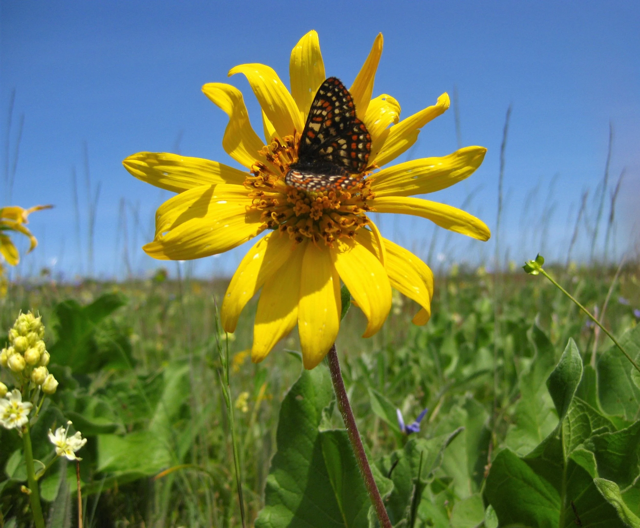 Taylors checkerspot butterfly on balsam root