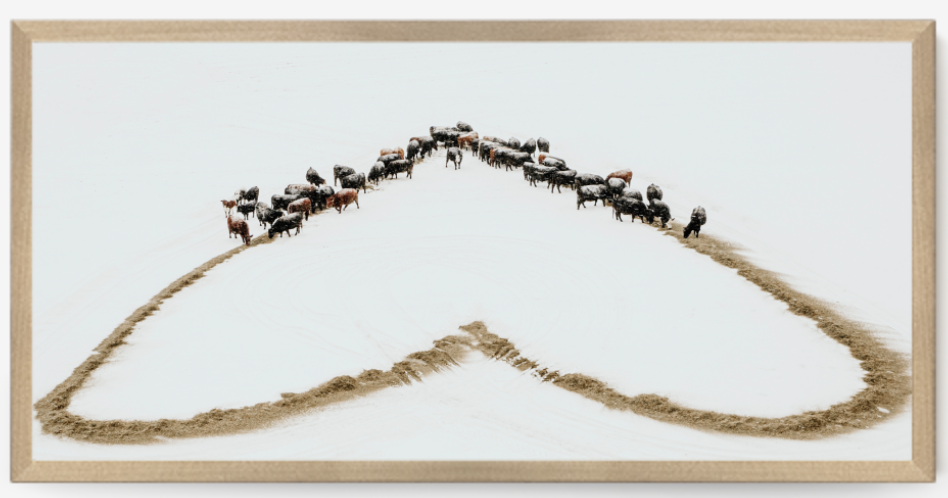 44x22-jodie-aldred-photography-almond-for-the-love-of-beef-framed-canvas.png